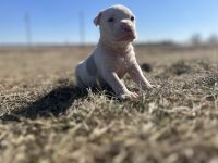 American Bulldog Puppies for sale in Pacific Junction, Iowa. price: $2,000