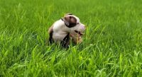 American Bulldog Puppies for sale in Adelaide, South Australia. price: $1,099