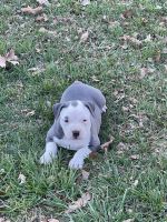 American Bulldog Puppies for sale in Cave City, AR 72521, USA. price: $1,500