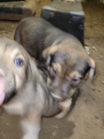 American Bulldog Puppies for sale in Banks, Oregon. price: $200