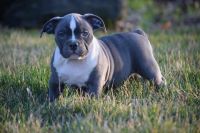 American Bulldog Puppies for sale in Chicago, IL, USA. price: $2,000