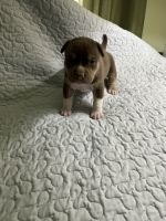 American Bulldog Puppies for sale in 17916 North Blvd, Maple Heights, OH 44137, USA. price: $3,000