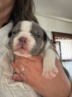 American Bulldog Puppies for sale in Green Bay, Wisconsin. price: $950
