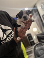 American Bulldog Puppies for sale in Philadelphia, PA, USA. price: $3,000