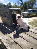 American Bulldog Puppies for sale in Albany, Georgia. price: $500
