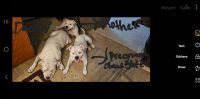 American Bulldog Puppies for sale in Barwick, Georgia. price: $3,000