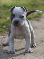 American Bulldog Puppies for sale in Mt Croghan, SC 29727, USA. price: $1,200