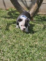 American Bulldog Puppies for sale in Angels, California. price: $850