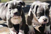 American Bulldog Puppies for sale in Rockford, IL, USA. price: $1,000