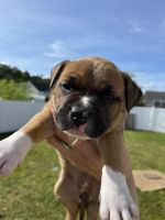 American Bulldog Puppies for sale in Myrtle Beach, South Carolina. price: $1,200