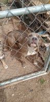 American Bulldog Puppies for sale in Bristow, Oklahoma. price: $300