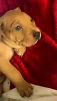 American Bulldog Puppies for sale in Tallahassee, Florida. price: $100