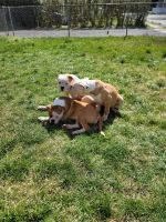 American Bulldog Puppies for sale in East Orange, New Jersey. price: $500
