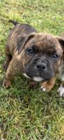 American Bulldog Puppies for sale in Myrtle Beach, South Carolina. price: $1,000