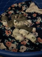 American Bulldog Puppies for sale in Ackerman, Mississippi. price: $400