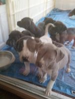 American Bulldog Puppies for sale in Crossville, Tennessee. price: NA