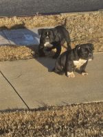 American Bulldog Puppies for sale in Monroe, North Carolina. price: NA