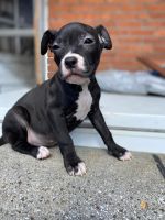 American Bulldog Puppies for sale in Harrisburg, Pennsylvania. price: $350