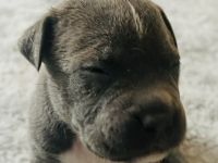 American Bulldog Puppies for sale in Orange, Texas. price: $1,500