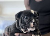 American Bulldog Puppies for sale in Hollywood, Florida. price: NA