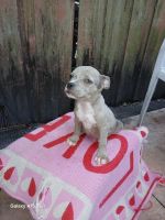 American Bulldog Puppies for sale in Miami, Florida. price: $2,500