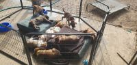 American Bulldog Puppies for sale in Bendigo, Victoria. price: $300