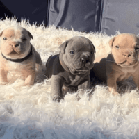 American Bulldog Puppies for sale in Litchfield Park, Arizona. price: $3,000