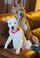 American Bulldog Puppies for sale in Mendon, Michigan. price: $250