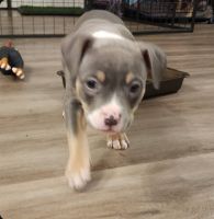 American Bulldog Puppies for sale in Edmonton, AB, Canada. price: $2,500