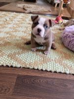 American Bulldog Puppies for sale in Montreal, QC, Canada. price: NA
