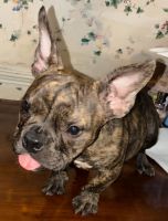 American Bulldog Puppies for sale in Augusta, GA, USA. price: $1,500