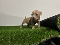 American Bulldog Puppies for sale in Houston, TX, USA. price: $500