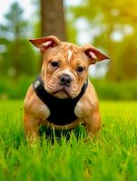 American Bulldog Puppies for sale in Richland, MI 49083, USA. price: NA