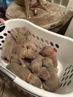American Bulldog Puppies for sale in Whitby, ON, Canada. price: $2,000