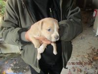 American Bulldog Puppies for sale in Millington, TN 38053, USA. price: $200