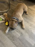 American bulldog rocco