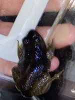 American Bullfrog Amphibians Photos