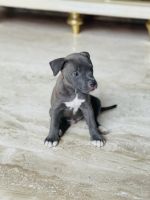 American Bully Puppies for sale in Ajmer, Rajasthan, India. price: 25,000 INR