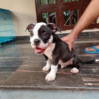 American Bully Puppies for sale in Kozhencherry College Junction, Kozhencherry, Kerala 689641. price: 44,000 INR
