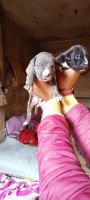 American Bully Puppies for sale in Muzaffarnagar, Uttar Pradesh, India. price: 12,000 INR