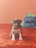 American Bully Puppies for sale in Amritsar, Punjab, India. price: 11000 INR