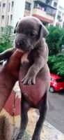 American Bully Puppies for sale in Pimpri-Chinchwad, Maharashtra, India. price: 10000 INR