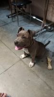 American Bully Puppies for sale in Ludhiana, Punjab, India. price: 10000 INR
