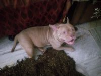 American Bully Puppies for sale in Dera Bassi, Punjab, India. price: 150000 INR