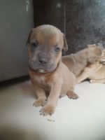 American Bully Puppies for sale in Uttam Nagar, Delhi, 110059, India. price: 15000 INR