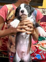 American Bully Puppies for sale in Halar Rd, Pocket 2, Sector 8A, Rohini, Delhi, 110085, India. price: 14,000 INR