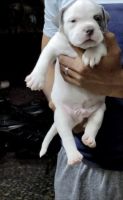 American Bully Puppies for sale in Chennai, Tamil Nadu, India. price: 35,000 INR
