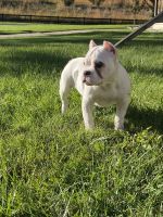 American Bully Puppies for sale in Monroe, MI, USA. price: $1,200
