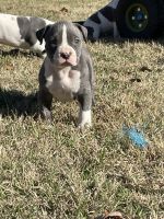American Bully Puppies Photos