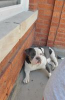 American Bully Puppies for sale in Elgin, Illinois. price: $1,000
